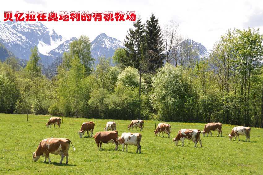 貝億拉在奧地利的有機(jī)牧場