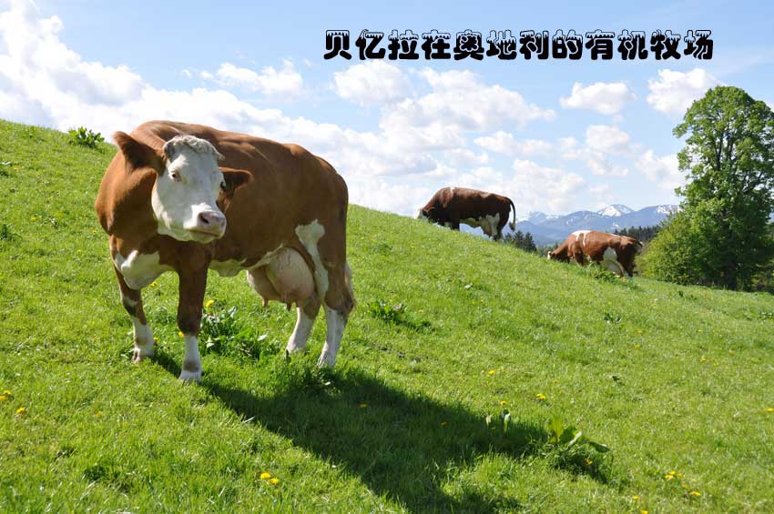 貝億拉在奧地利的有機(jī)牧場奶牛