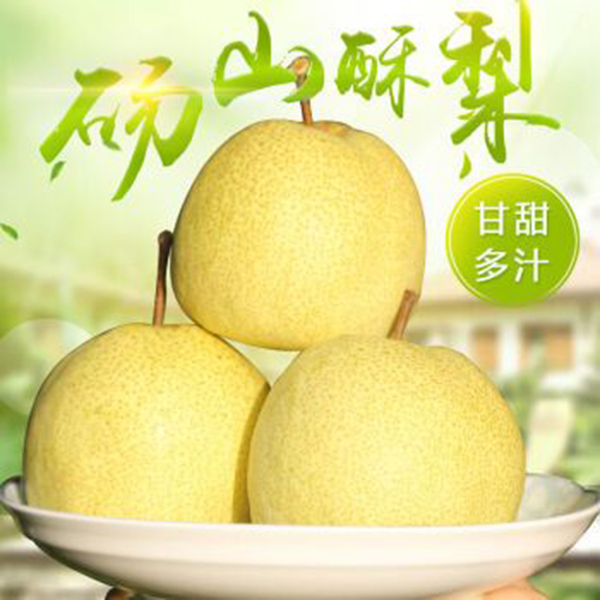 安徽碭山酥梨1.jpg