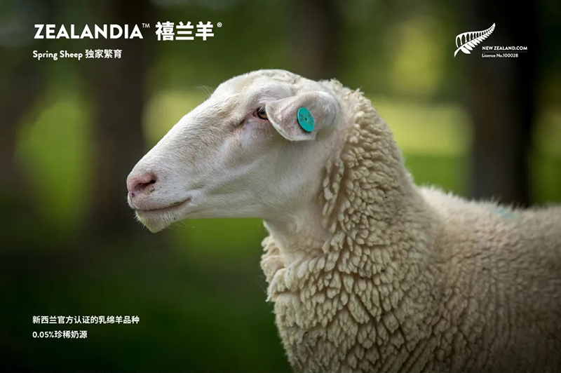 Spring Sheepdȫd׃̷^(gu)ע@GCBME05.jpg