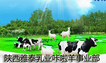 陜西雅泰乳業(yè)咔啦羊事業(yè)部