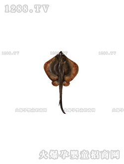 杜曼百科卡之海洋生物篇